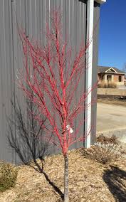 I just planted another one. Acer Palmatum Sango Kaku Coral Bark Japanese Maple North Carolina Extension Gardener Plant Toolbox