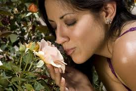 325 Desert Rose Young Stock Photos