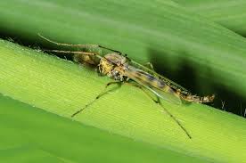 But fear not, the scots are as inventive as they are hardy. How To Avoid Midges From Walks Around Britain
