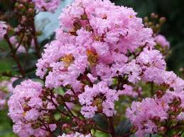 Image result for Lagerstroemia indica