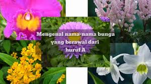 Check spelling or type a new query. 25 Nama Bunga Yang Di Awali Huruf A Youtube
