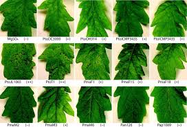 Image result for tomato seedling pseudomonas syringae pv tomato symptoms