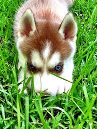 6 Week Old Red Siberian Husky So Glad He S Mine Redhusky Siberianhusky Huskiesofpintrest Red Siberian Husky Siberian Husky Husky