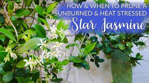 Its flowering vines can also grow up to 4 feet in width. How When To Prune A Sunburned Star Jasmine Confederate Jasmine Vine Joy Us Garden Youtube