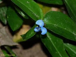 Image result for Commelina diffusa