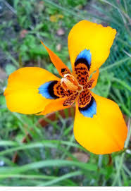 Image result for Moraea schimperi