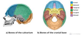 The axial skeleton includes the bones of the head, neck, chest and back. Bones Of The Skull Structure Fractures Teachmeanatomy