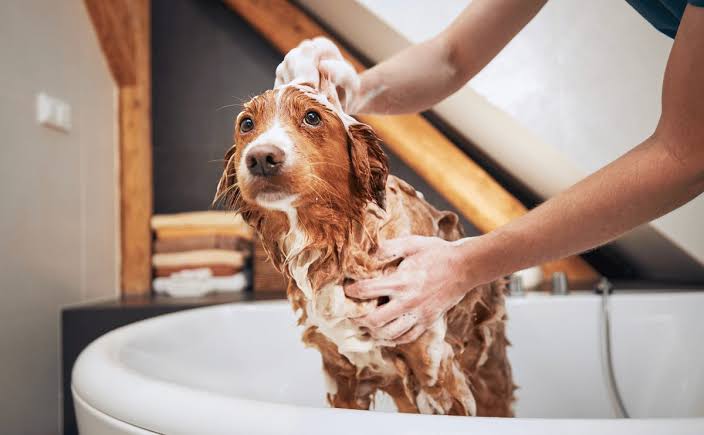 tắm spa chó mèo khi lưu trú