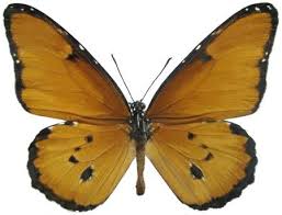 Image result for Gomphocarpus semilunatus