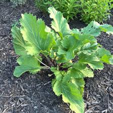 Image result for Crambe