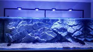 For True Tanganyika Fans Aqudecor Aquarium Backgrounds Fish Aquarium Decorations Cichlid Aquarium
