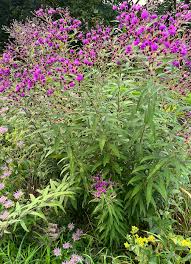 Drive-by botany: Joe Pye weed and ironweed - Gardening in Michigan