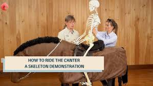 Syncing Your Seat In The Canter With Your Horse - Strides For Success