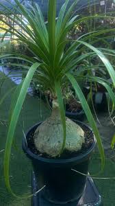 Image result for Beaucarnea