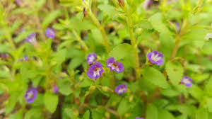 Image result for Limnophila ceratophylloides