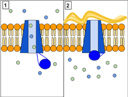 Ochorenie je spôsobené poruchou prenosu iontov a solí. Cystic Fibrosis Wikipedia