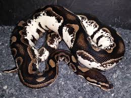Axanthic Black And White Ball Python Axanthic Calico Morph List World Of Ball Pythons Ball Python Morphs Ball Python Pretty Snakes