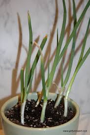 For a fall crop, plant the seeds in the garden about 80 days before frost, which corresponds to august or september in most areas of texas. Regrowing Green Onions From The Fridge