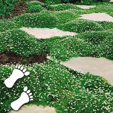 Sternmoos Vorgarten Begehbarsternmoos Sternmoos Begehbar Vorgarten Sternmoos Begehbar Vorgarten Sternmoos Bepflanzung Bodendecker