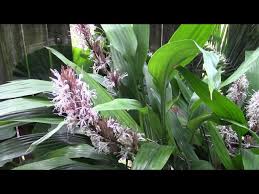 Image result for Dracaena aubryana