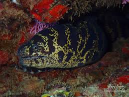 Προφίλ για: ScubaBuceoPR