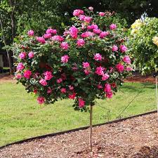 400 x 400 jpeg 117 кб. Pink Knock Out Rose Trees For Sale Fastgrowingtrees Com