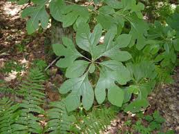 Sassafras sassafras albidum laurel family (lauraceae). Maine Natural Areas Program Rare Plant Fact Sheet For Sassafras Albidum