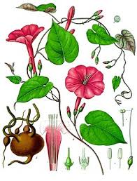 Image result for Ipomoea involucrata