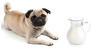 Do pug puppies make good pets? Can Pugs Drink Milk And The Best Milk To Give Your Puppy Black Pug Site