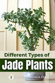Types Of Jade Plants To Grow In Your Home Jade Plants Plants Jade Plant Care