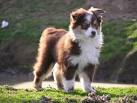 Mini Aussies Of Ohio – The best Aussie Puppies