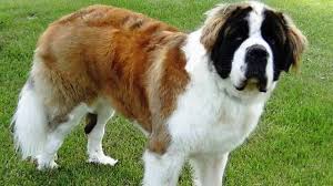 Food For Thought 25 Most Dangerous Dog Breeds St Bernard Dogs Dog Breeds Dogs