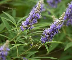 Image result for Chasteberry