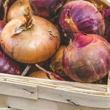 Maybe you would like to learn more about one of these? How To Grow Onions Growing Yellow White And Red Purple Onions