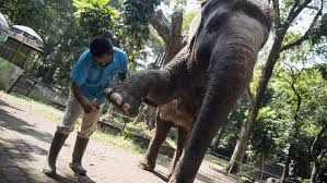 Kommer yang memang memiliki hobby mengumpulkan binatang. Begini Perawatan Meni Pedi Gajah Di Kebun Binatang