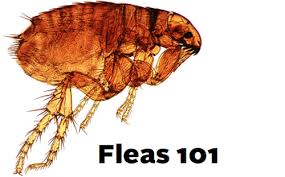 Pest shield pest control ⭐ , united states, san antonio, 15329 tradesman: Pest Control Flea Pestofcontrol Blogspot Com