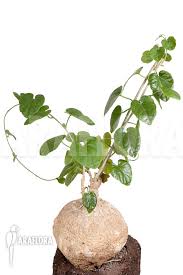 Image result for Pyrenacantha