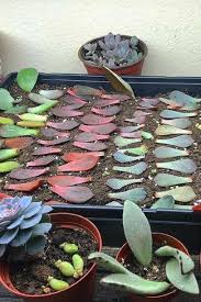 Be sure to keep the. Succulent Leaf Propagation Angel S Grove Succulent Garden Diy Succulents Succulents Diy