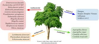 Image result for Azadirachta indica