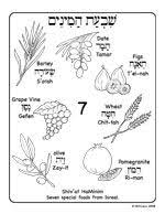 Tu B Shvat Hebrew Coloring Page Shivat Haminim 7 Special Foods Find More Original Art P Hebrew School Activities Sukkot Activities Simchat Torah Preschool
