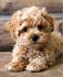 Maltipoo Rescue | Maltipoo
