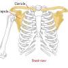 Proximal stability is crucial to. Https Encrypted Tbn0 Gstatic Com Images Q Tbn And9gcq2poef8rzmb0d5ht5z3uvvytg Njys2ocigfj7r58gq3elqkm2 Usqp Cau
