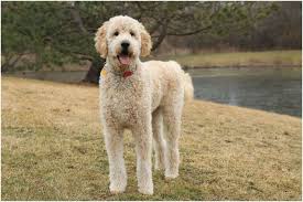 Size Of Goldendoodles Goldenacresdogs Com