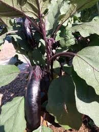 Orient Express Japanese Eggplant Ready To Harvest Eggplant Heirloom Tomatoes Harvest