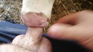 Man Fucks Cow Porn | Gay Fetish XXX
