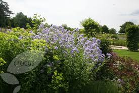 Campanula Lactiflora Pritchard S Variety Delivery By Crocus Co Uk Sun Half Shade Campanula Plants Bellflower