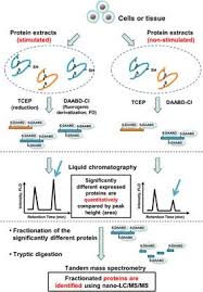 Paxinos, george, and charles watson. Frontiers Recent Progress In Fd Lc Ms Ms Proteomics Method Chemistry