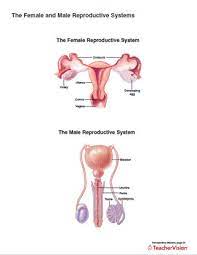 Male anatomy diagram human body organs download clip art on rhclipartlibrarycom male. The Female And Male Reproductive Systems Printable 6th 12th Grade Teachervision