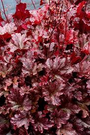 Heuchera Berry Marmalade Coral Bells Kings Garden Center Heuchera 'marmalade' has shiny, ruffled leaves in amber shades with hints of bronze. kings garden center