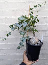 Image result for Gerrardanthus lobatus